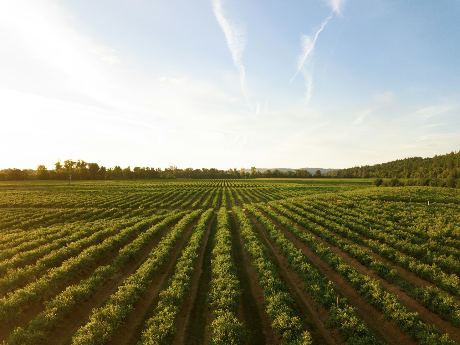 A influência das notícias agro no planejamento rural